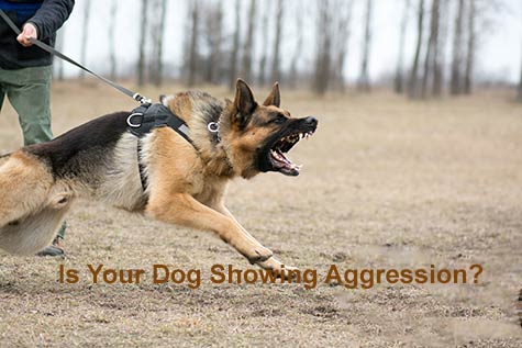 IF YOU HAVE A DOG THAT IS SHOWING AGGRESSION READ THIS IMMEDIATELY: