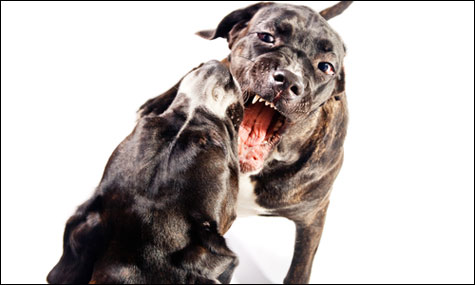 You Must Admit You Have An Aggressive Dog